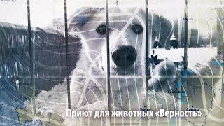 Экс-сварщик с приютом для собак | ЧЕЛОВЕК НА КАРТЕ