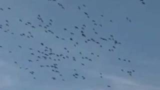 preview picture of video 'Guided Spring Snow Goose Hunts - Falling Skies Guide Service - Mound City, MO'