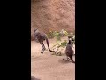 Kangaroo Jump Jump Around