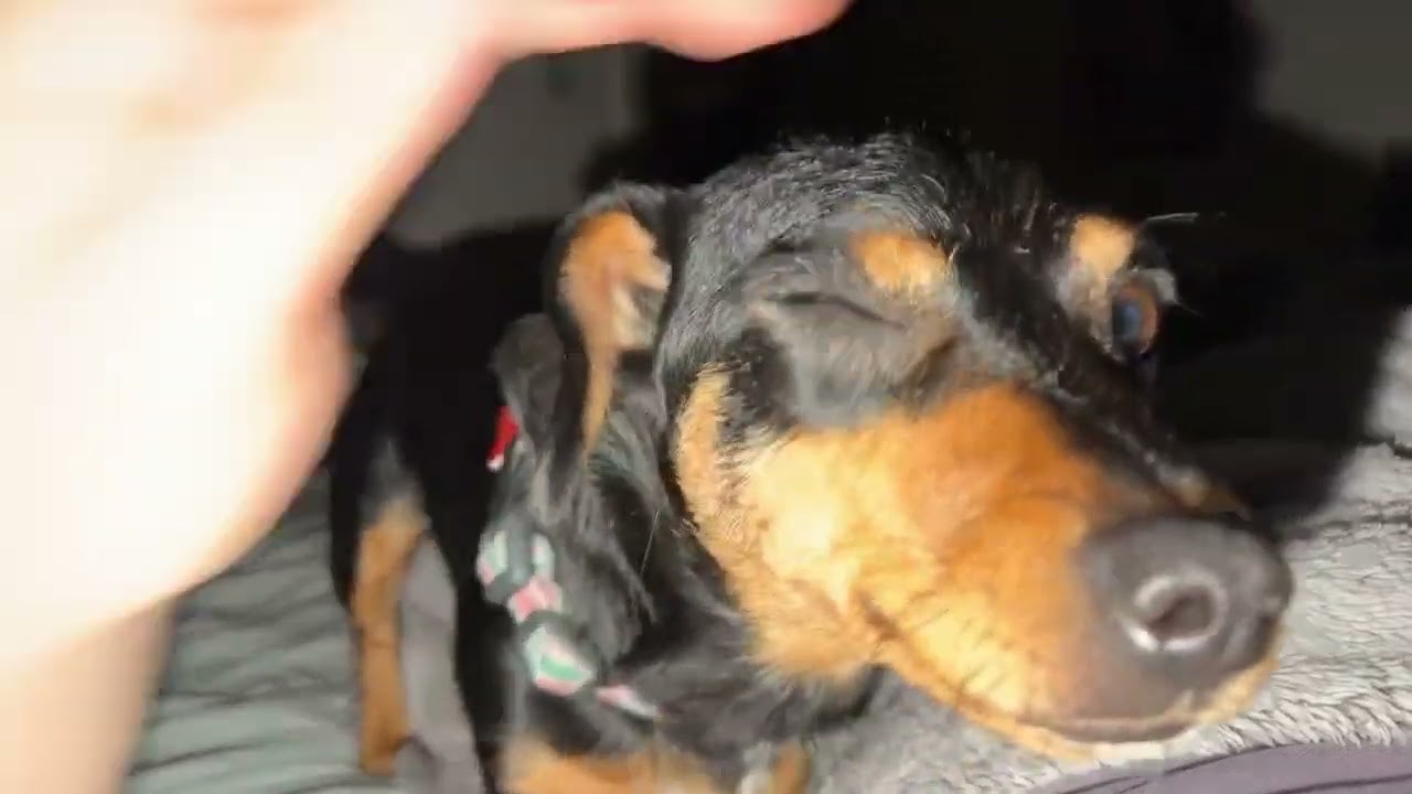 Enlarge Ruby, a ADOPTABLE mixed breed in Boulder, CO video 2/6