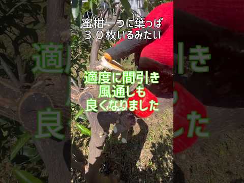 キョウチクトウのさやの使い方は？庭師のためのヒント  庭園