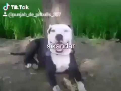 Legend Sikander SP    Sab jande ne Sher nu   punjab de pitbulls famous star