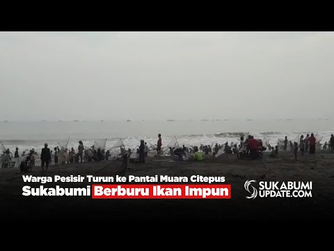 Warga Pesisir Turun ke Pantai Muara Citepus Sukabumi Berburu Ikan Impun