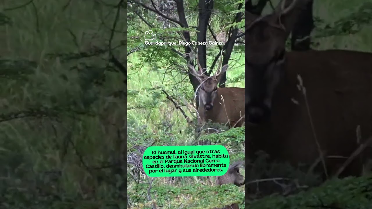 Atención en ruta 7, por PN Cerro Castillo, en Aysén: huemules en la vía #shorts