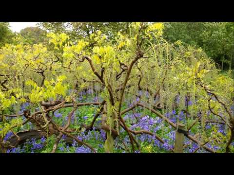 Clavia Nord Lead 4 Score for Kew Gardens  U.K. Slide Show