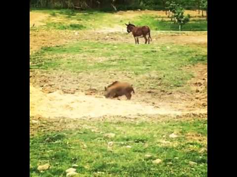 IL CINGHIALE CHE GIOCA CON LA PALLA