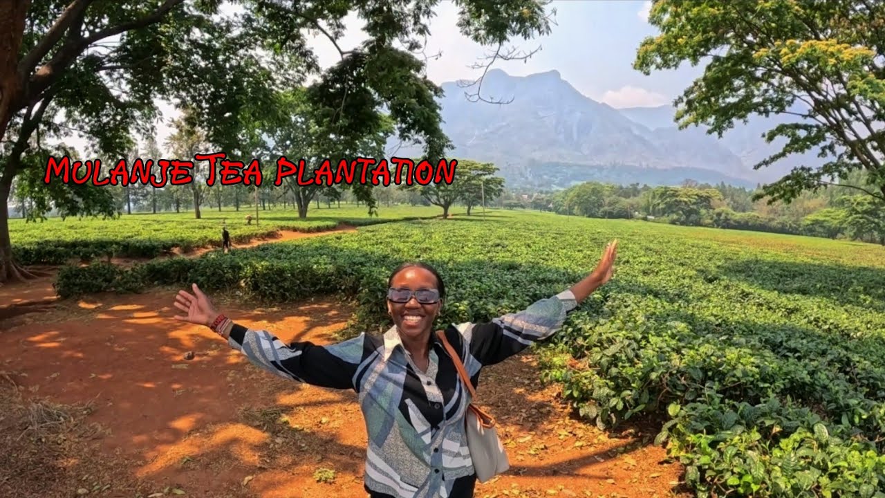 Exploring the Beautiful Mulanje Tea Plantations 🌿 | Malawi Travel Vlog