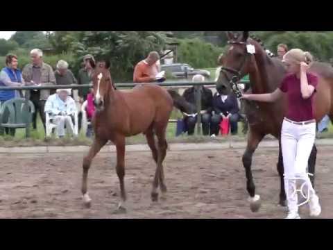 ODRZ066CH Stutfohlen von Kannan - Caretino - Capitol I