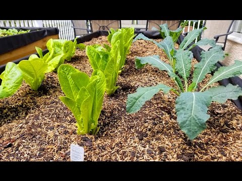 Garden Update: Black Spanish and Pink Beauty Radish, Cucamelons, Arugula, Romaine, Carrots and more!