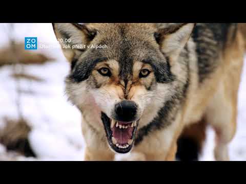 Prima ZOOM - Útočiště: Jak přežít v Alpách (1/2)