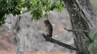 preview picture of video 'Brown Fish Owl'