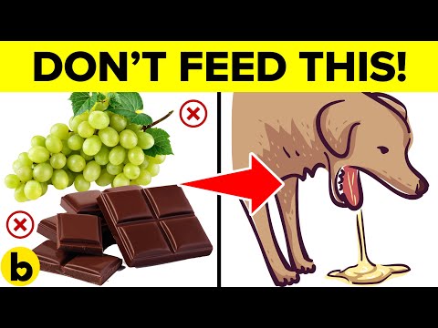 YouTube video about: Can dogs have lucky charms?