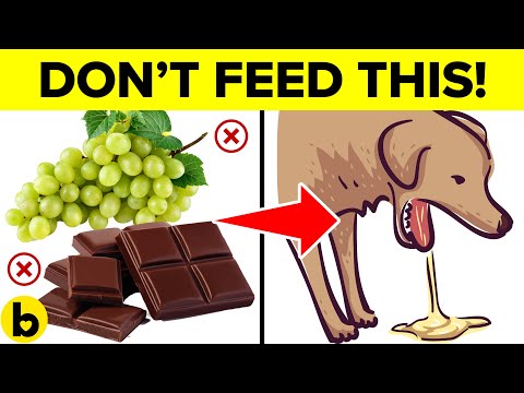 9 Foods That Will Kill Your Dog