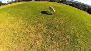 preview picture of video 'Dog Fetch - Drone and GoPro style!'