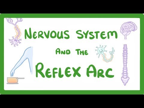 GCSE Biology - Nervous System and Reflex Arc  #58