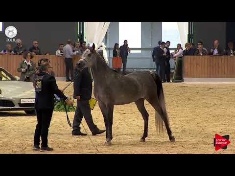 N.31 RAJA DE PIGALL - SEWC 2018 - Junior Fillies (Class 2B)