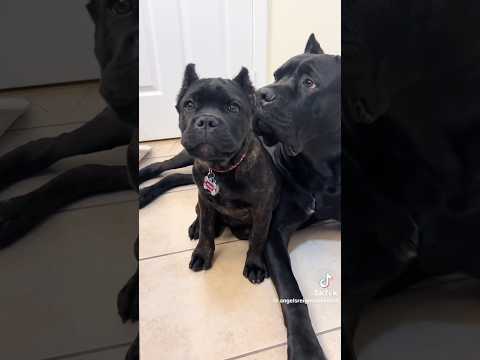 Chaotic Cane Corso Puppy #dog #funny