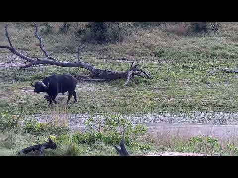 Djuma: Lone African Buffalo bull - 08:35 - 04/23/2022
