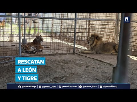 Rescatan a tigre y león en propiedad privada durante allanamiento en San Antonio La Paz, El Progreso