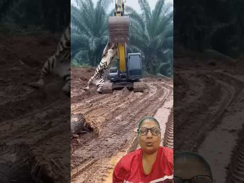 #newgadgets 🐯🐅