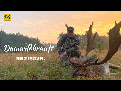 Damwildbrunft im Herzen Brandenburgs - Kapitale Schaufler auf der Strecke!