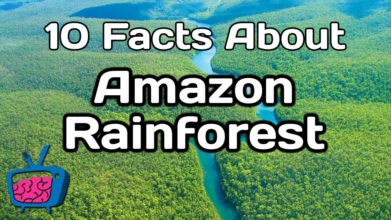 10 Mind Blowing Facts About The Amazon Rainforest