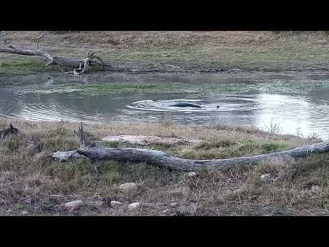 Djuma: Hippo active and playing about with yawns and barrel rolls - 17:25 - 08/14/2022