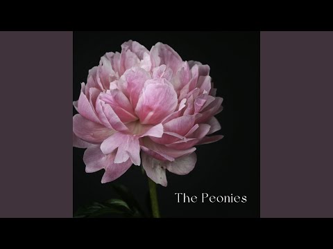 The Peonies