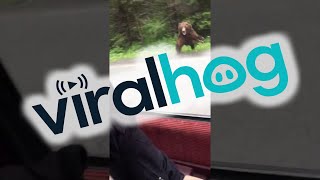 Bear Charges Car in Alaska || ViralHog