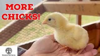 Growing A Homestead Farm Chicken Enterprise