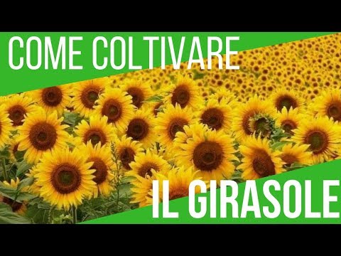 Trattamento di helminths allatto di nutrizione Riprendersi da vermi che