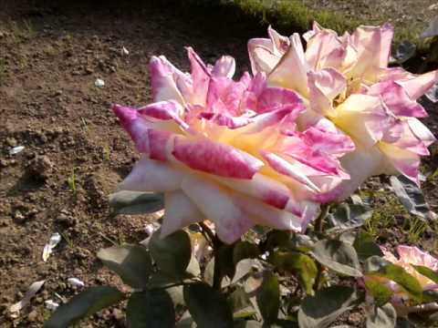 hridayo nandano bone