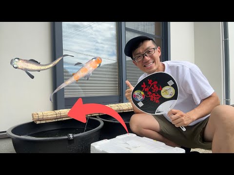 Welcoming New Medaka from Japan’s Biggest Ricefish Event | 4K Video