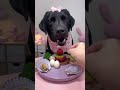 Cutedogs Funnydogs Cat