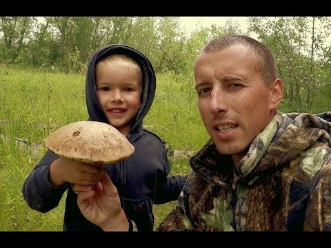 Поход за Грибами! Дождя нет, а Грибы есть. Опасность в лесу. Комары. Отдых на Волге.