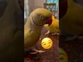Torn Between Two Women Mom And Tinkerbell Talkingbird Talkingparrot Cuteanimals Funnyanimals