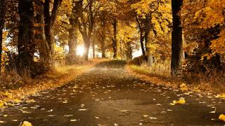 Mehdi (Falling Leaves) Relaxing Music,Instrumental,Background,Chillout,Study,Meditation,New Age
