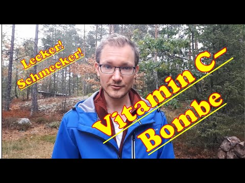 Fichtennadeltee selbermachen - DiY | Survival | André Fiedler