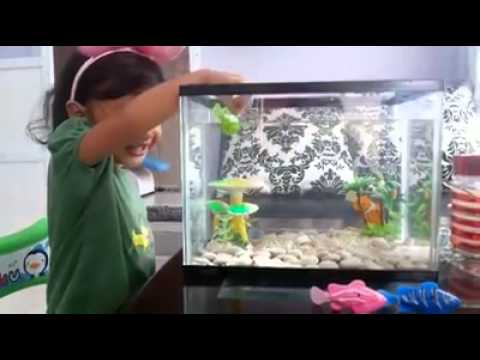Terjual Robot Ikan Happy Fish Kaskus
