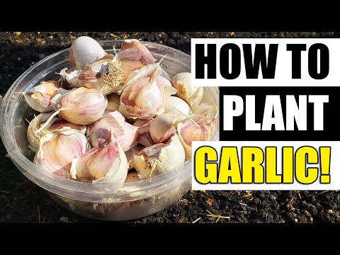 How To Grow Garlic Indoors Anytime Anywhere