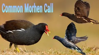 Download lagu Suara Pikat Burung Madar Batu // common moorhen calling mp3 Download lagu Suara Pikat Burung Madar Batu // common moorhen calling mp3