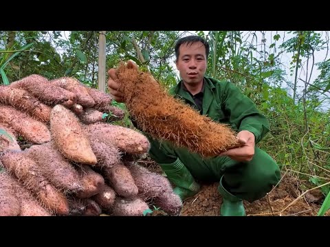 Jhony digs giant wild potatoes, prepares them, and brings them to the market to sell.