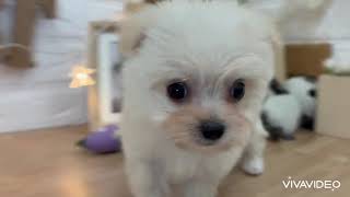 ハーフ犬の動画01