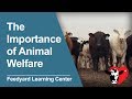 The Importance Of Animal Welfare