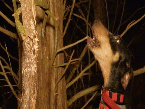 Raccoon Hunting with "Sassie Allie Girl" - A National Champion Hound from Kentucky