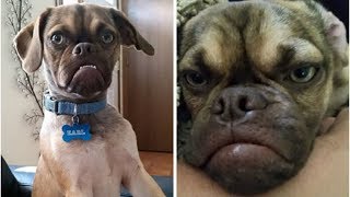 Famous Grumpy Cat Now Has A Partner In Grumpiness And It’s Totally Cool!