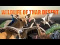 Wildlife Of Thar Desert Wildlife Documentary