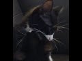 Tuxedo Kitten Sisters Giving Kisses