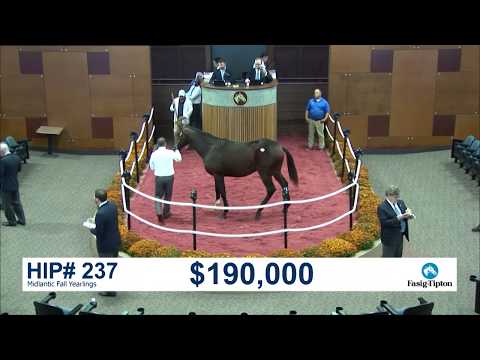 Midlantic Fall Yearlings (2019): Hip 237 c. HONOR CODE sells for $190,000