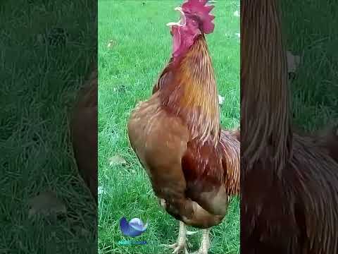 Rooster crowing sounds #shorts #compilation  #short